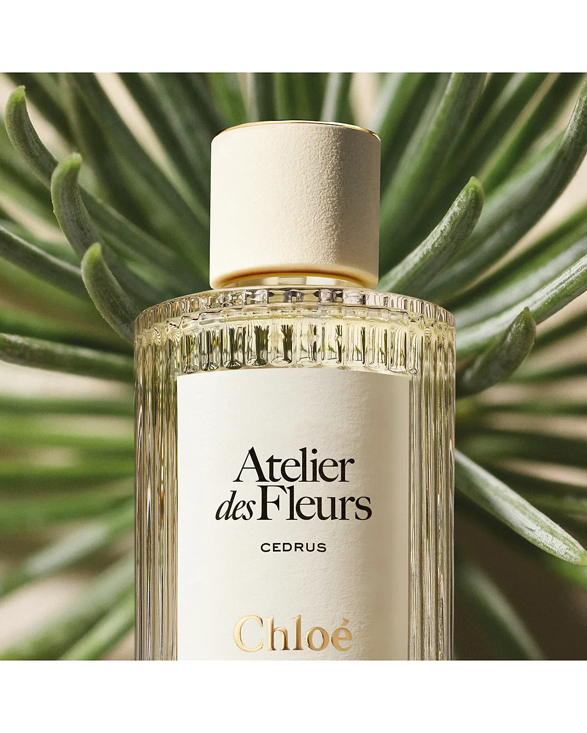 Atelier Des Fleurs Cedrus EDP - Image 3
