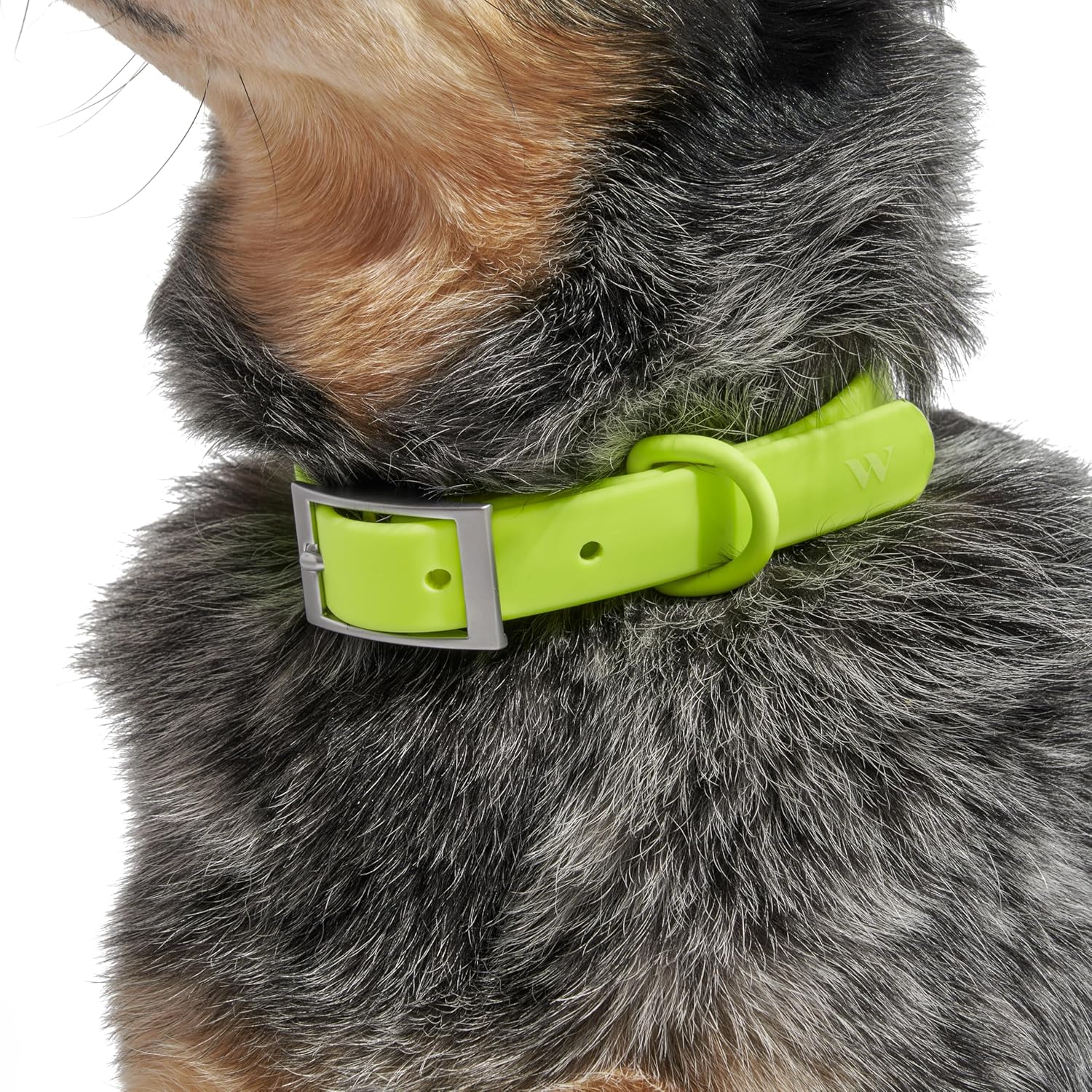 Collar X Large - Limeade - Image 2