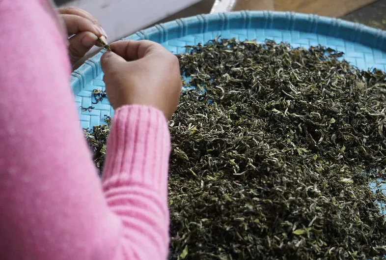 Darjeeling First Flush Tea - Image 3