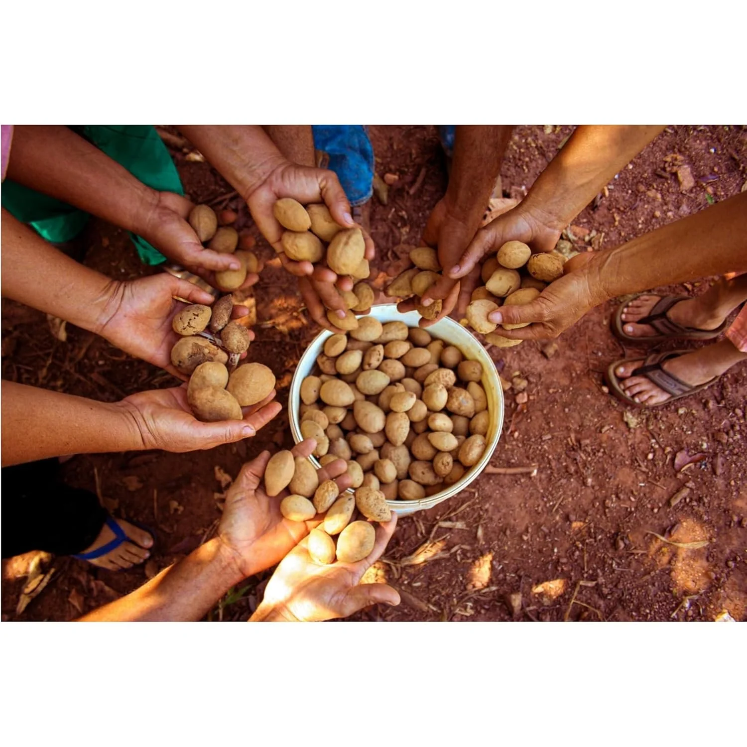Dry Roasted Baru Nuts - Image 2