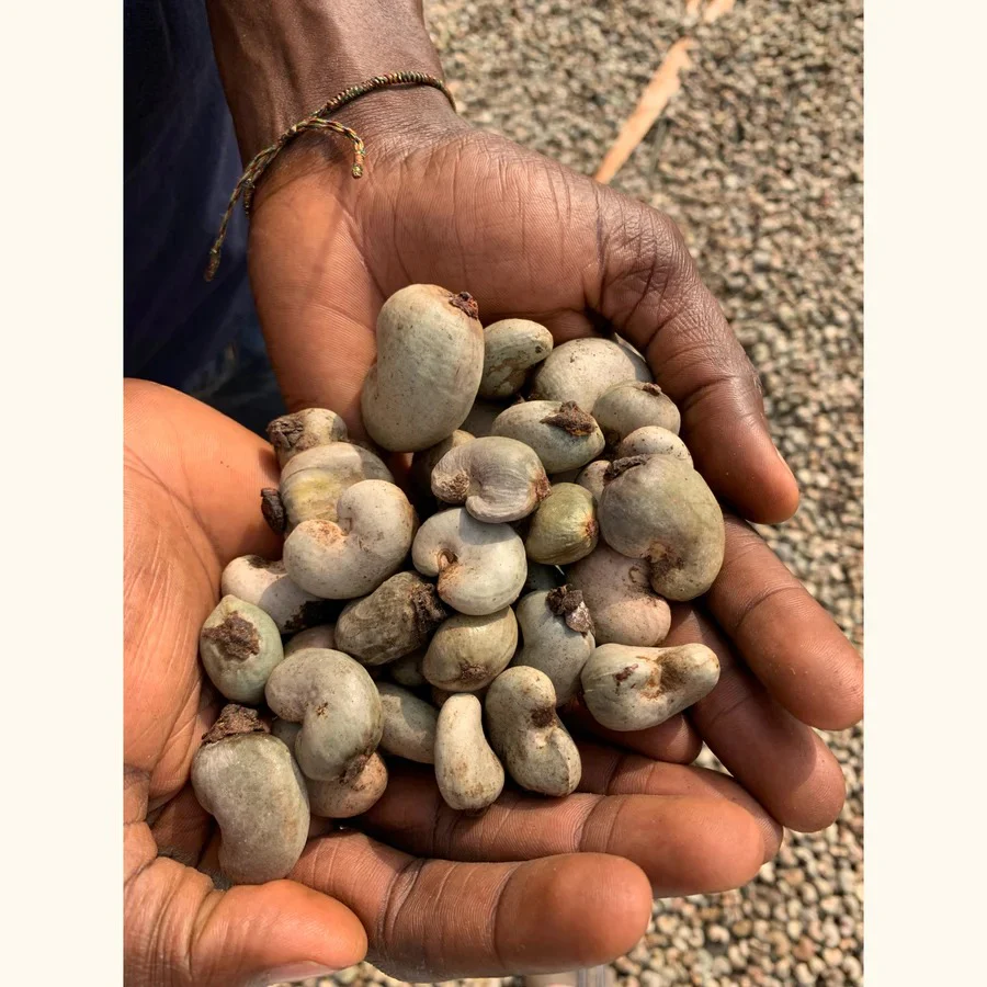 Dry Roasted Giant-Sized Cashews - Image 5