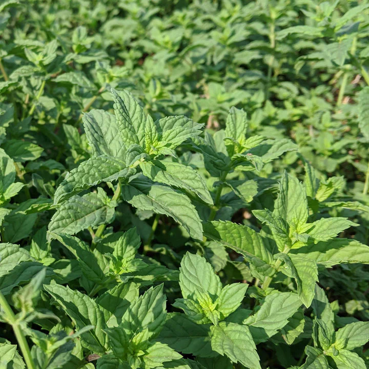 Euphrates Mint - Image 3