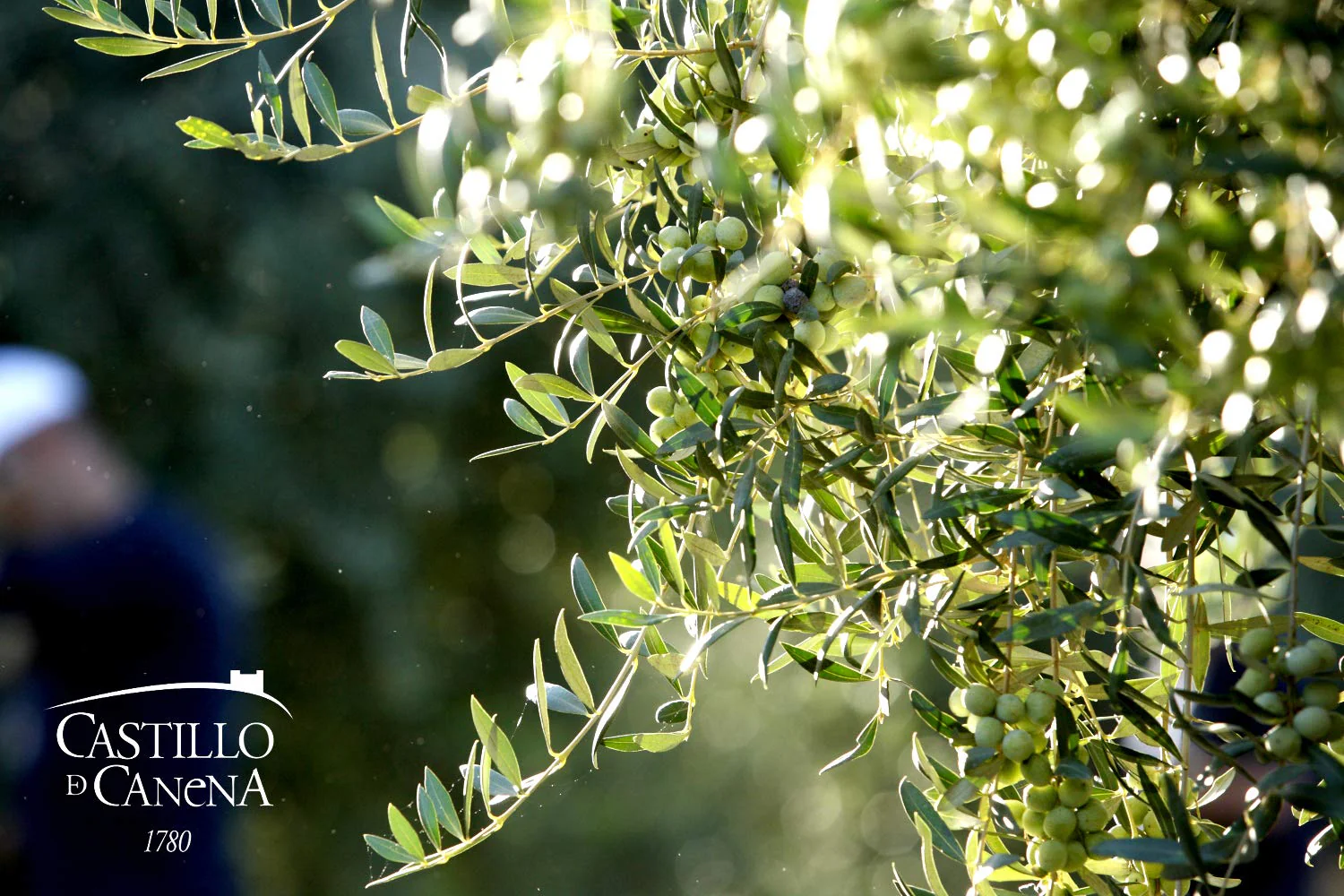 First Day Harvest Arbequina Extra Virgin Olive Oil - Image 2