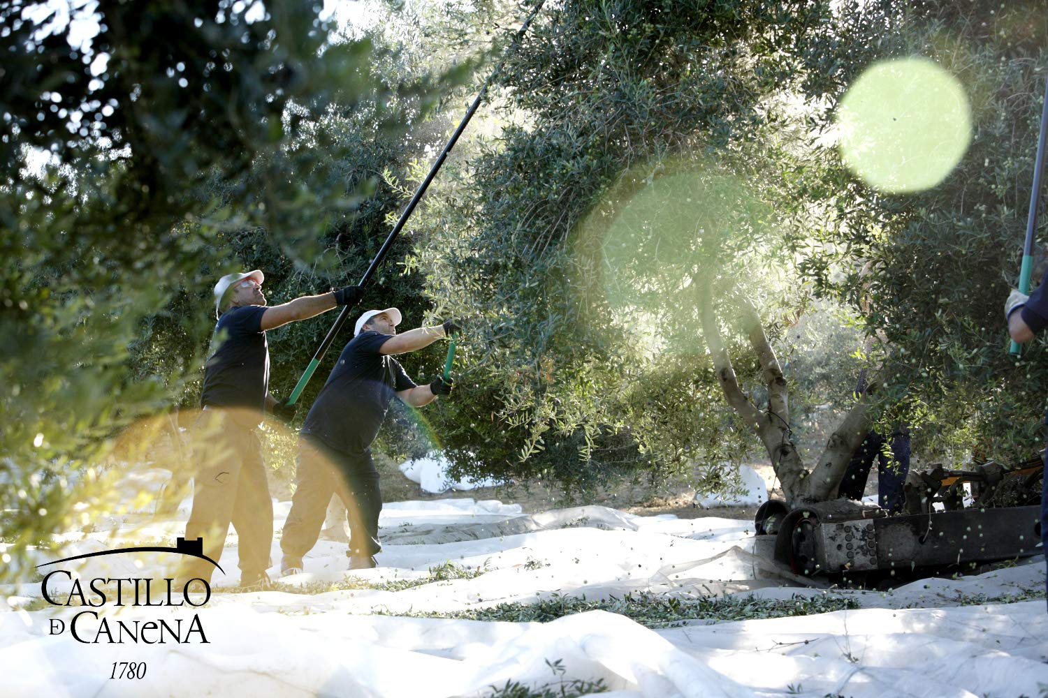 First Day Harvest Picual Extra Virgin Olive Oil - Image 5