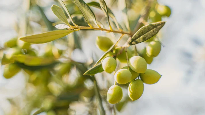 Greek Extra Virgin Olive Oil - Image 2
