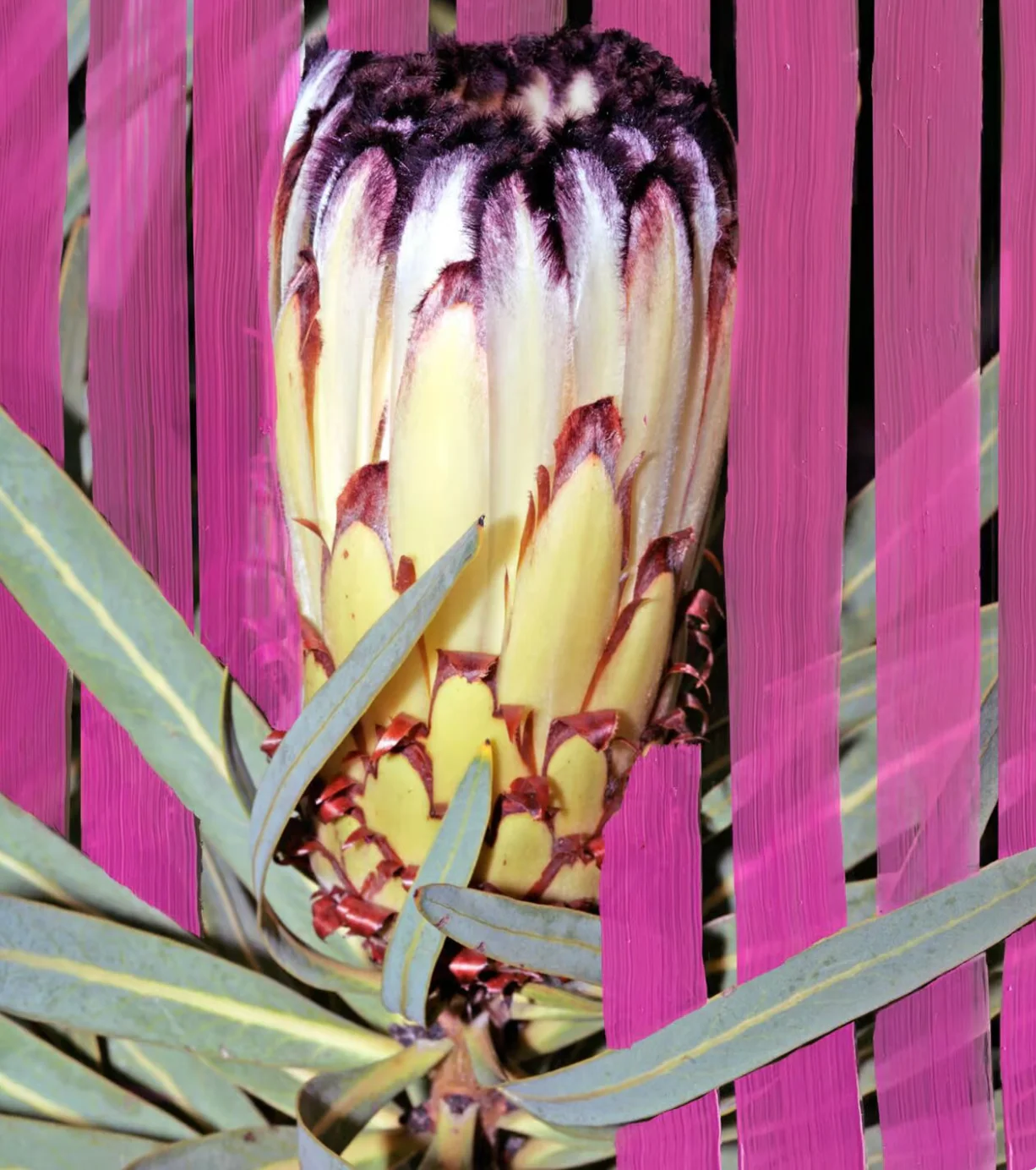 Inflorescence EDP - Image 5