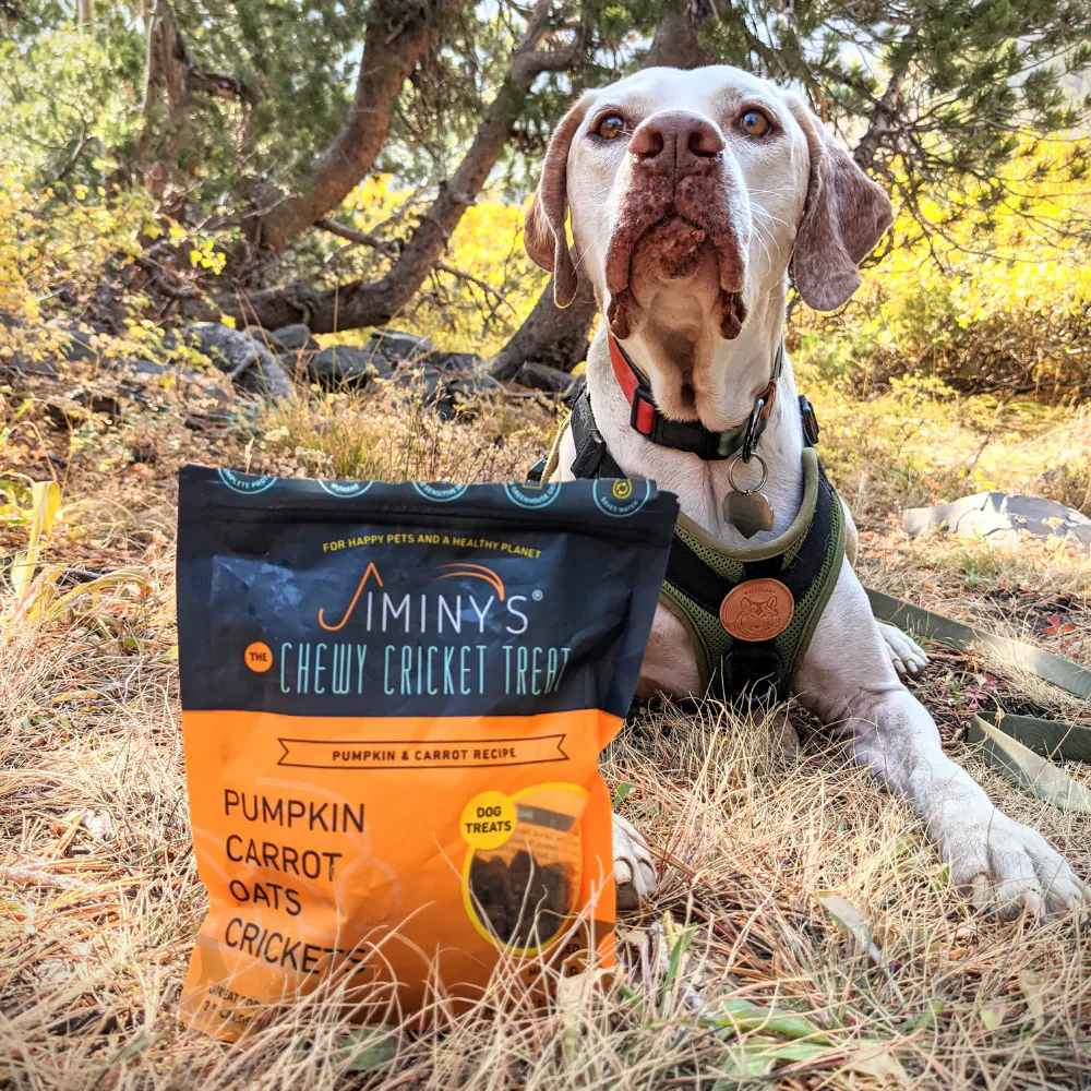 Pumpkin & Carrot Training Treats - Image 5