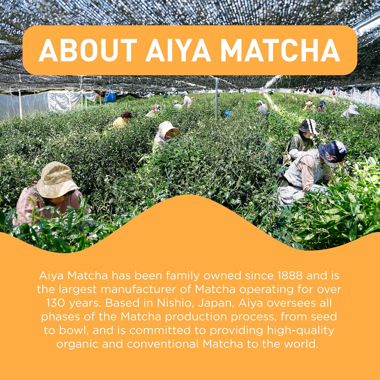 Matcha Plus Awake Tea (8 CT) - Image 3