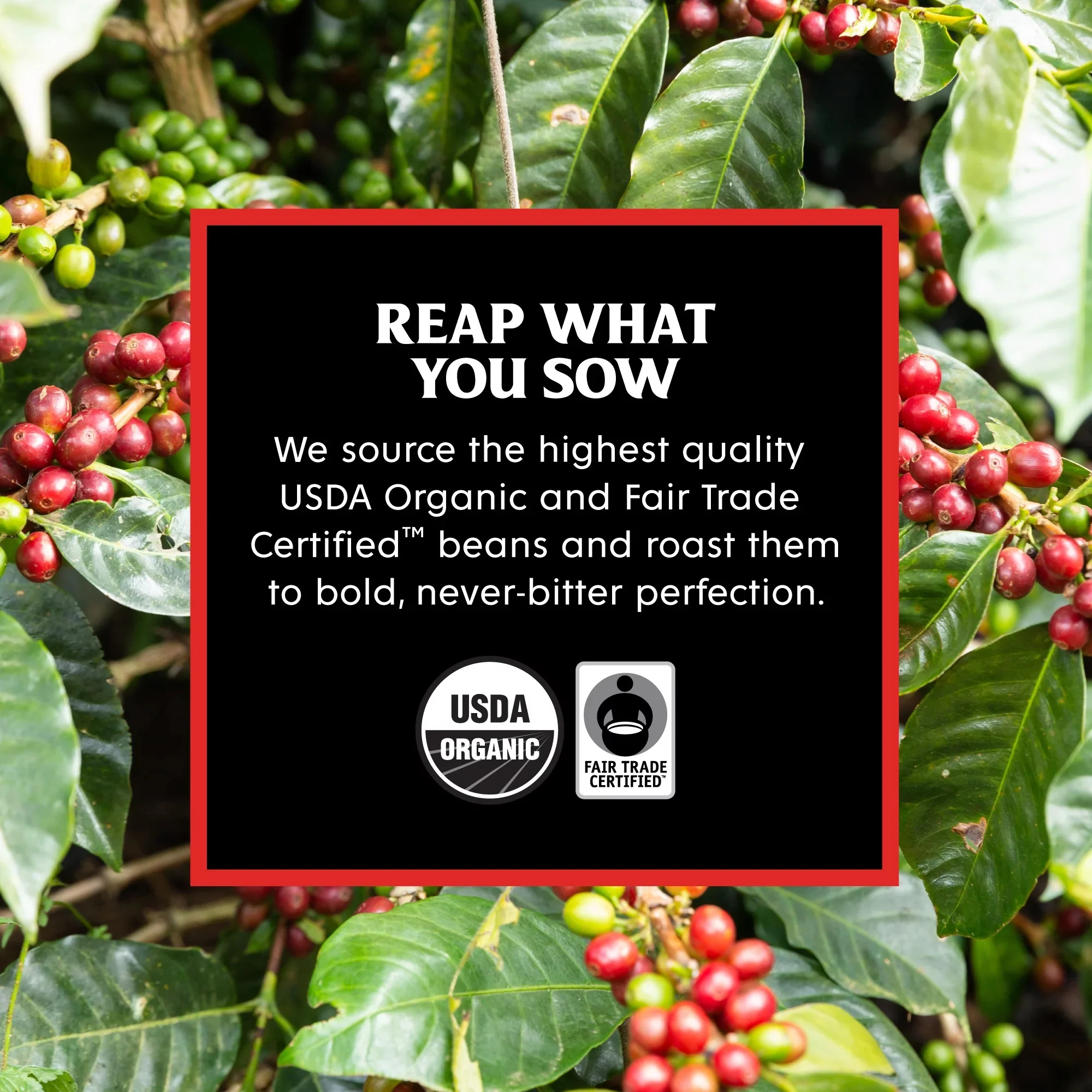 Organic Ground Coffee Espresso - Image 2