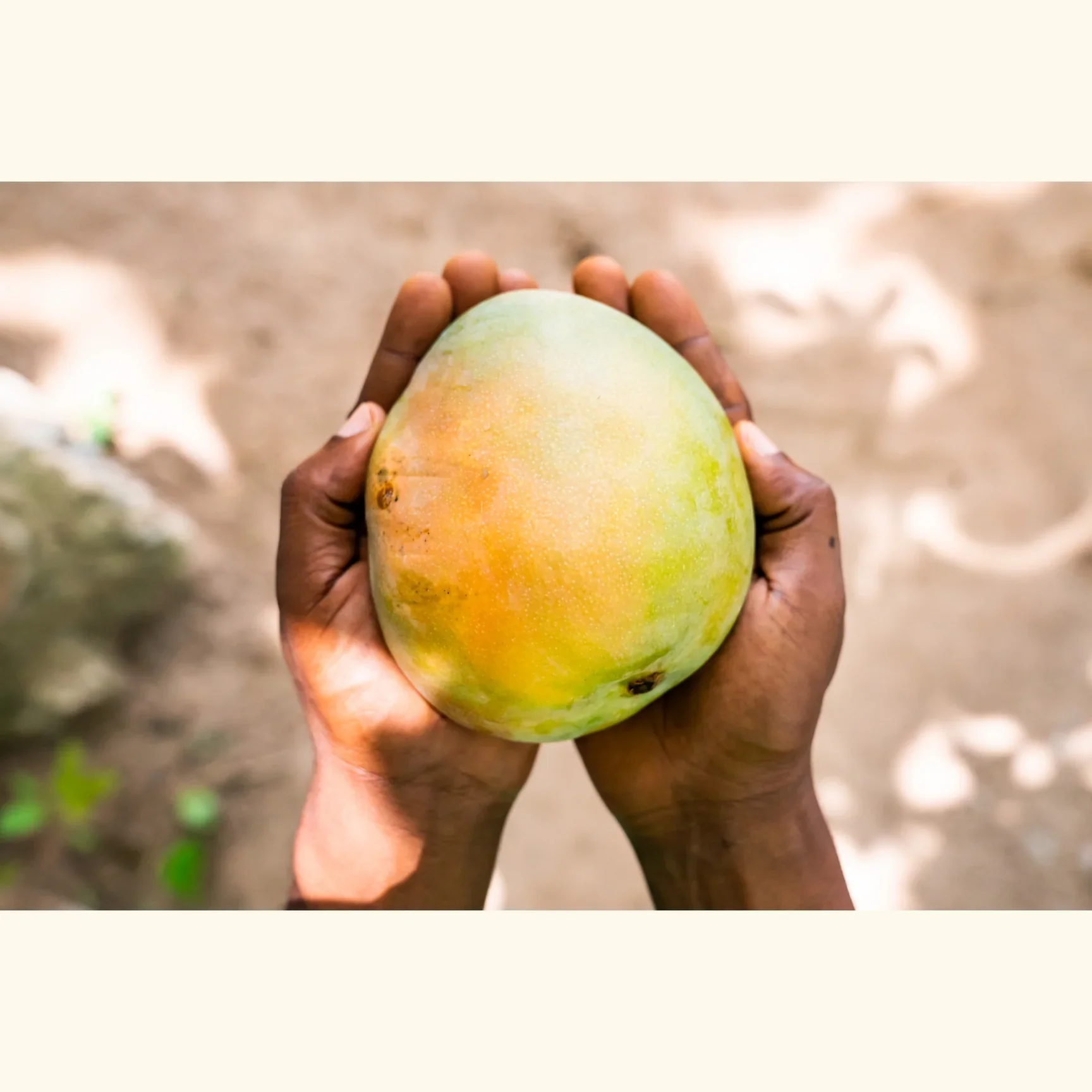 Organic Mango Strips - Image 5