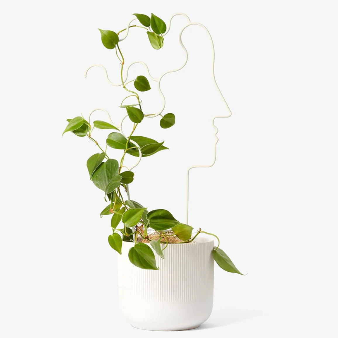 Plant Trellis - Human - Image 2