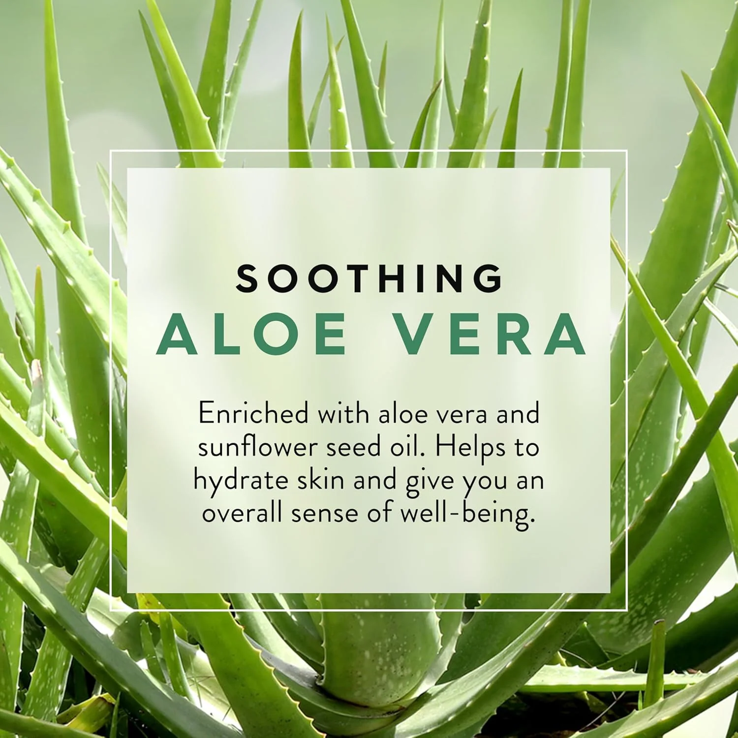 Pure Natural Soothing Aloe Vera Body Wash - Image 3