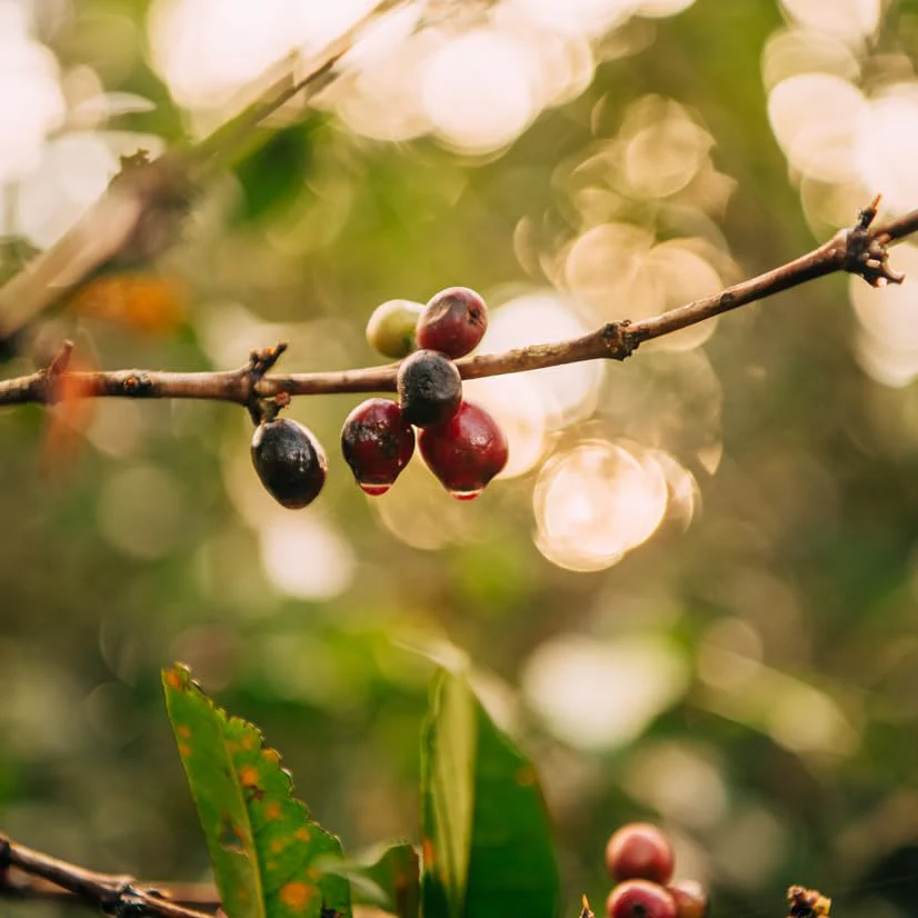 Single Origin Ethiopia Medium-Light Roast - Ground Coffee - Image 4