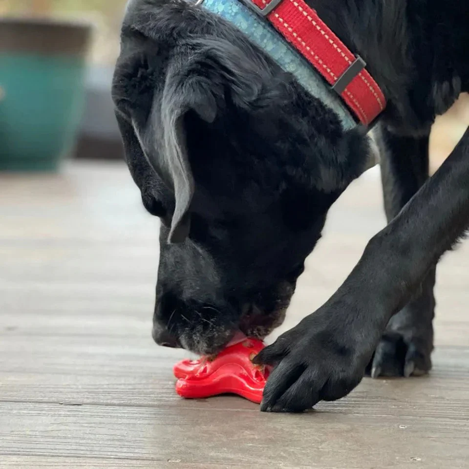 Starfish – Durable Dog Chew Toy - Red - Image 3