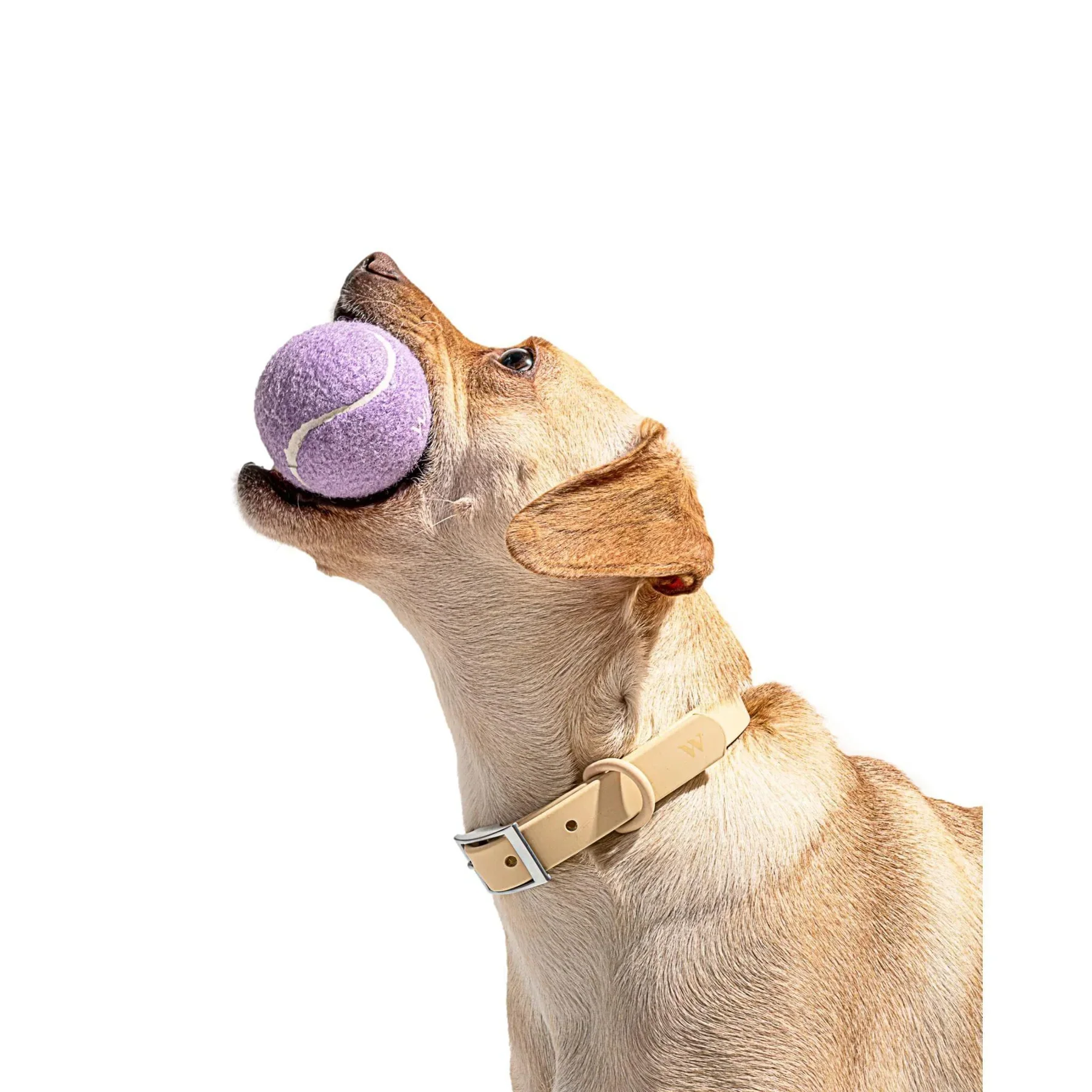 Tennis Balls - Standard - Lilac (4 CT) - Image 2