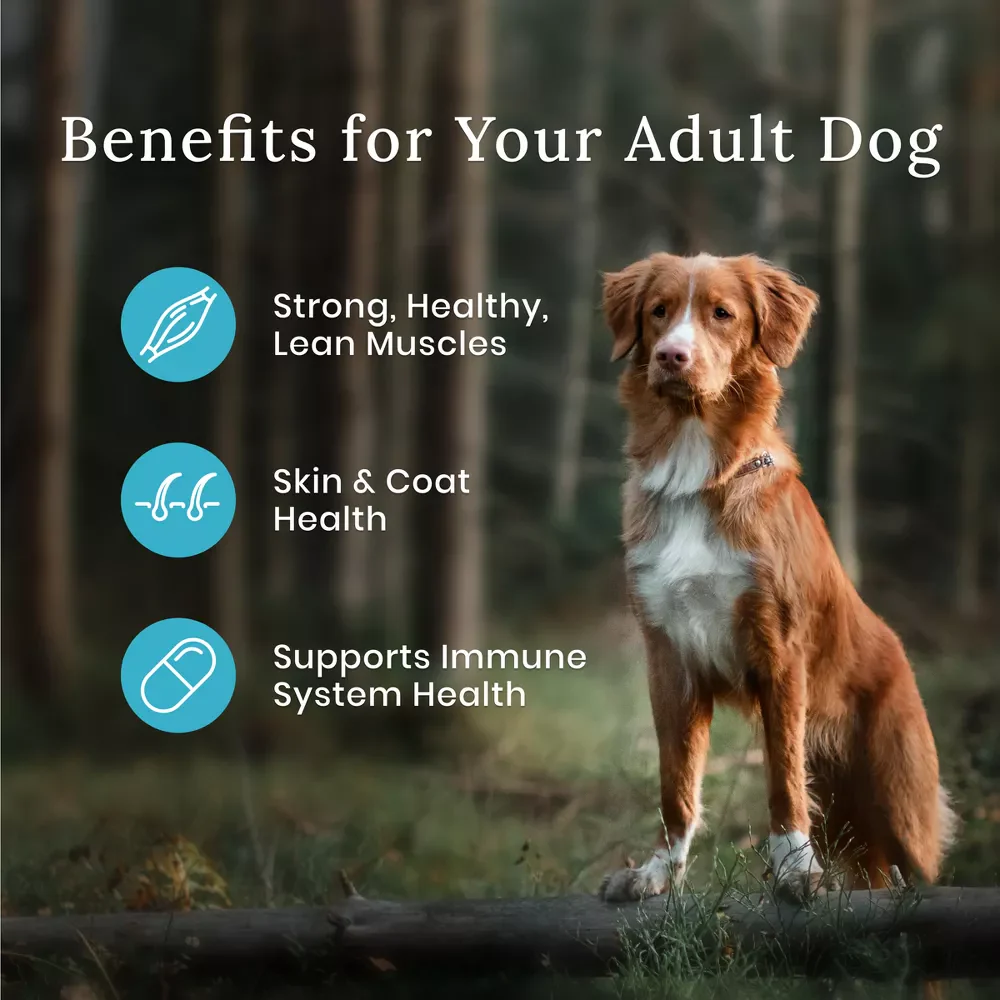 Wilderness High Protein Adult Dry Dog Food with Salmon - Image 2